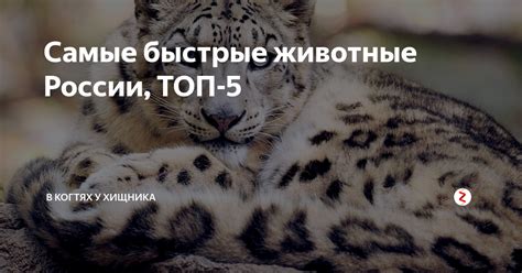 Самые быстрые животные России, ТОП-5 | В когтях у хищника | Дзен