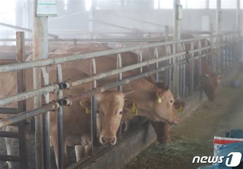 키워도 적자예요한우값 폭락 사료값 급등에 농민들 한숨만 네이트 뉴스