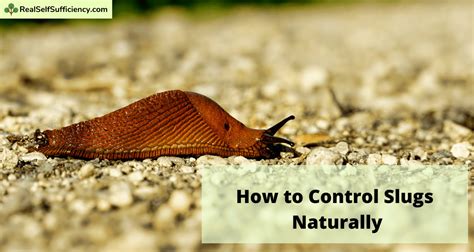 How to Control Slugs Naturally - Real Self-Sufficiency