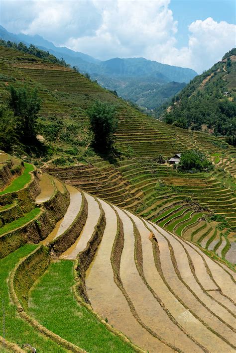 Terraced Rice Fields In Vietnam By Stocksy Contributor Bisual Studio