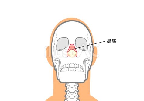 Free Vectors | nasal bridge anterior