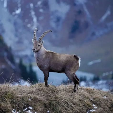 Alpine Ibex - Facts, Diet, Habitat & Pictures on Animalia.bio