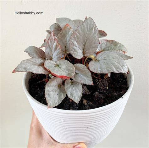 Most Beautiful Types Of Rex Begonia Varieties Helloshabby