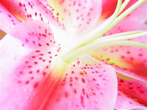 Flower Macro 1 Free Photo Download | FreeImages