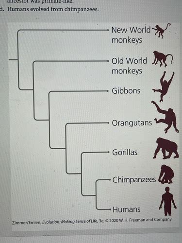 Evolution Exam 1 Quizlet Flashcards Quizlet