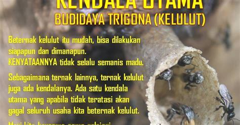 BUDIDAYA LEBAH MADU KELULUT Kendala Utama Budidaya Trigona Kelulut