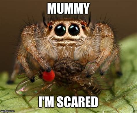 Scared Spider Imgflip