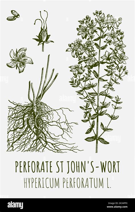 Vector Drawings Of Perforate St John S Wort Hand Drawn Illustration