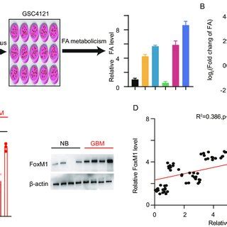 Identification of the upstream transcription factor by a CRISPR-Cas9 ... 