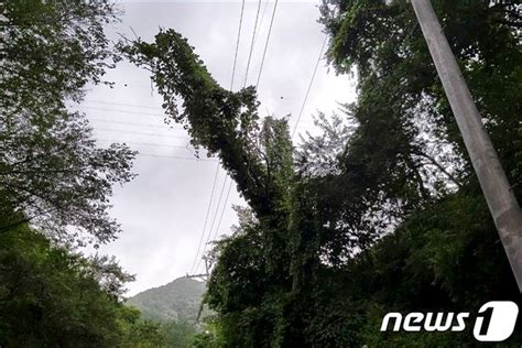 강풍에 쓰러져 고압선에 걸린 나무 네이트 뉴스