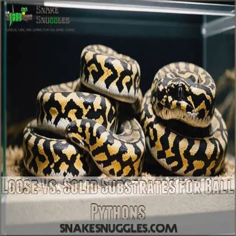 Best Substrate For Ball Pythons 9 Top Choices For Happy Snakes