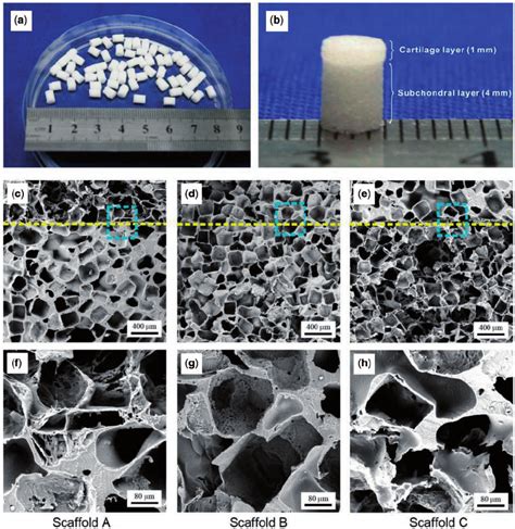 Images Of Prepared Bilayered Plga Scaffolds A B Gross View Of