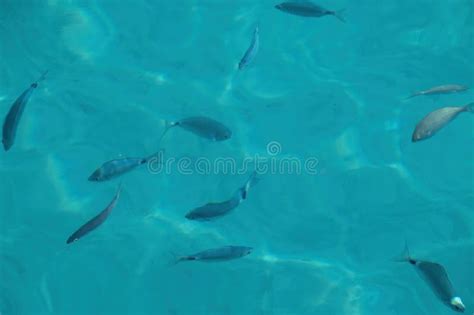 sea bottom fish swimming   blue sea    stock photo