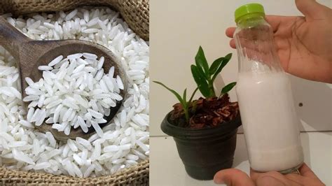 Gua De Arroz Para Orqu Deas Como Fertilizante Bom Mundo Ecologia