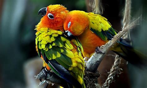 Cute Parrots HD desktop wallpaper : Widescreen : High Definition ...