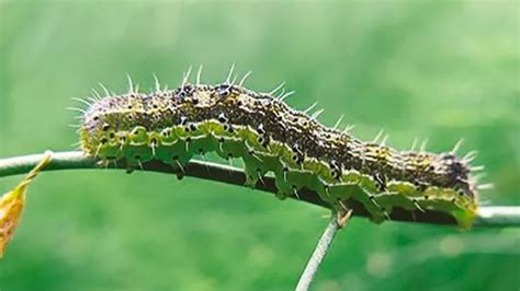 Barrenador De Brotes