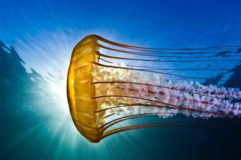 Interesting Facts You Probably Don T Know About Jellyfish