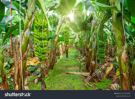 banana farms plantations  greenhouses banana stock photo