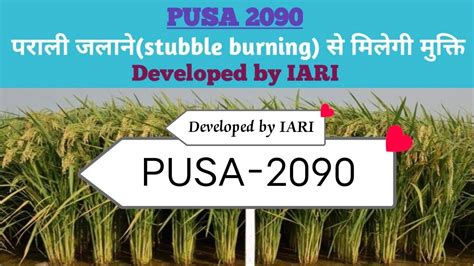 Pusa Improved Variety Of Paddy Developed By Iari Detailed