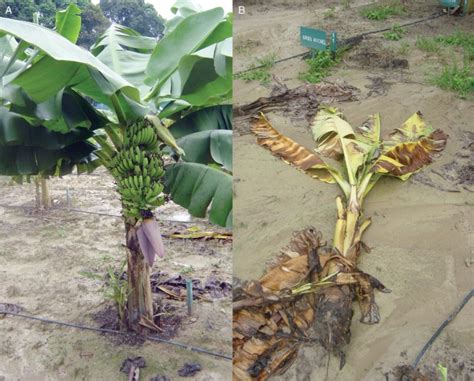 A A Banana Plant With Ripening Fruit Bunch A Sucker Is Growing From