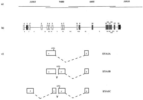 Schematic Representation Of The EYA1 Gene Structure And CDNAs A