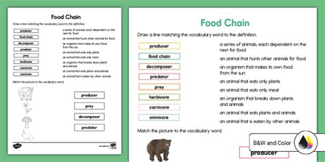 Food Chain Vocabulary Activity For K 2nd Grade Twinkl