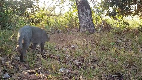 Raro e em extinção gato mourisco desfila para câmera vídeo é único