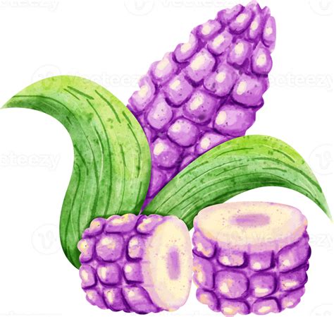 Waterverf Maïs Purper 23296942 Png