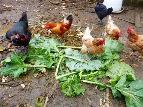 Est Ce Que Les Poules Mangent Les Epluchures De Carottes