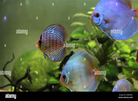 Blauer Diskus Und Bunten Diskusfische Symphysodon Aequifasciatus Im