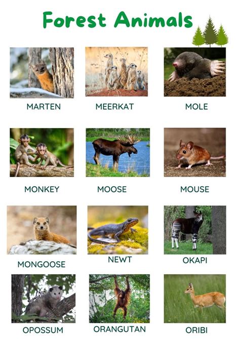 +80 List of Forest Animals (With Pictures) | TPR Teaching