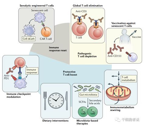《自然·综述》：免疫细胞，正成为衰老相关疾病的潜在治疗策略腾讯新闻