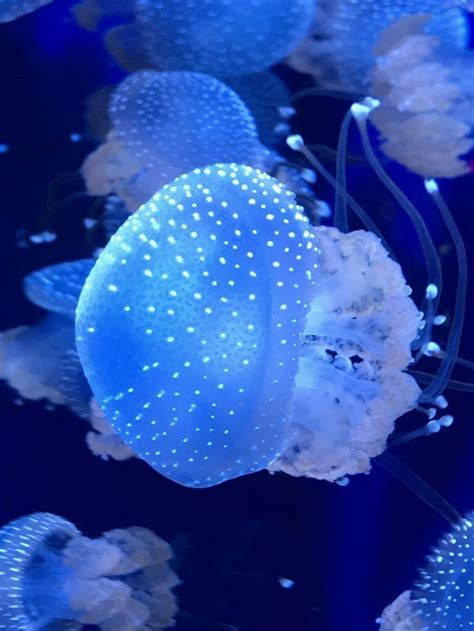 Pin By Linda Tuller On Linda Tuller Jellyfish Jellyfish Pictures