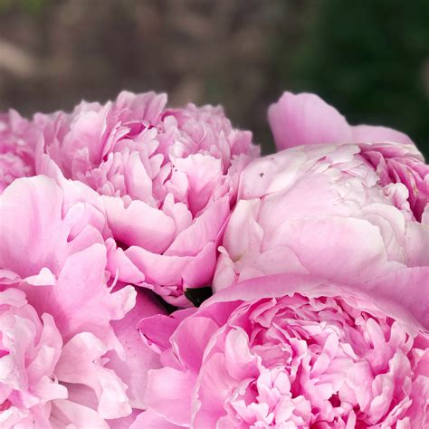 Tips for Growing Peonies in Your Garden - Zoë With Love 