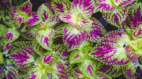 Coleus scutellarioides -Indoor Coleus Plant - Santhi Online Plants Nursery