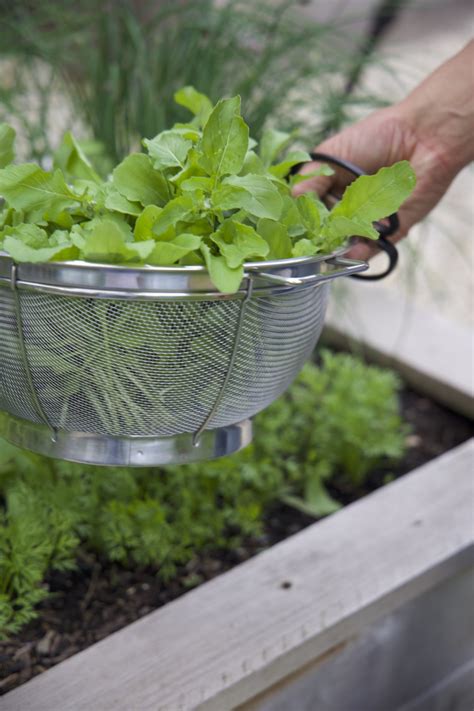 How To Harvest Arugula And Other Salad Greens • Gardenary