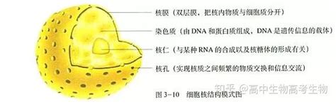 高中生物-细胞核的结构和功能 - 知乎