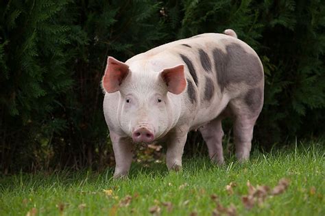 The 10 Species of Pigs - WorldAtlas.com