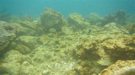 Foto Terumbu Karang Raja Ampat Rusak Akibat Ditabrak Kapal Caledonian Sky