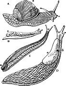 Category Gastropoda Illustrations Wikimedia Commons