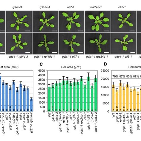 Genetic Interactions Between Gdp1 And Various R Protein Mutants A