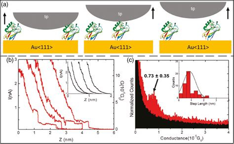 A Schematics Of Stmbj Approach With A Singleazurin Junction The