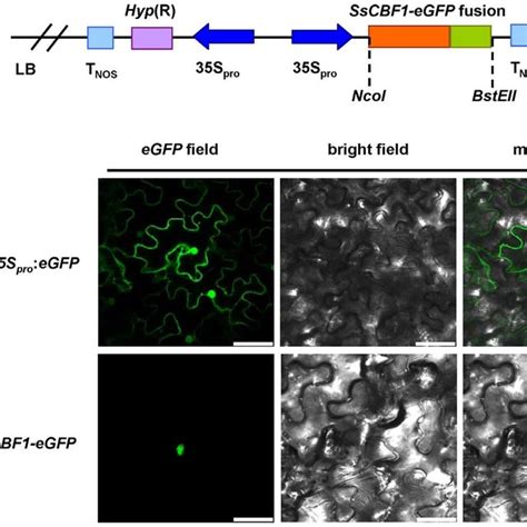 Subcellular Localization Of Sscbf Egfp Fusion Protein A Schematic