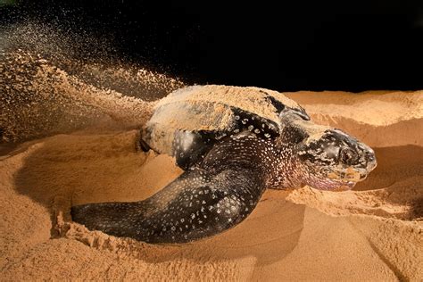 13 graceful pictures of rare sea turtles