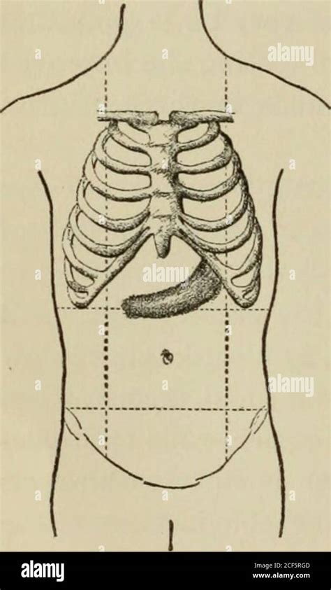 Hypochondrium High Resolution Stock Photography And Images Alamy