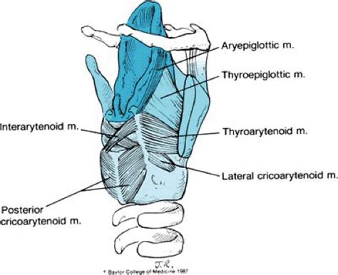 Laryngeal Disorders | Musculoskeletal Key