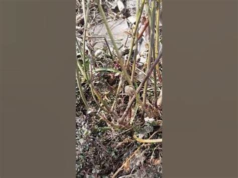 жасмин стефаненс уличный 10.03.24 | Jasminum Stephanense frosthart # ...