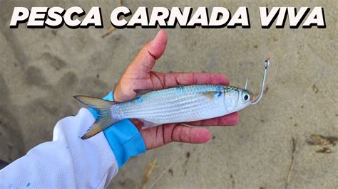 Pesca Con Carnada Viva Pesca Con Dron Youtube