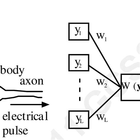 Left: A biological neuron, a basic building block for the biological ... 