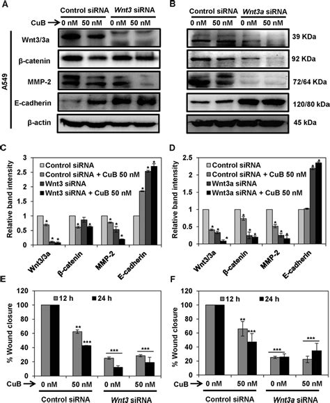 Wntβ Catenin Signaling Is Involved In The Inhibition Of Metastatic Download Scientific Diagram